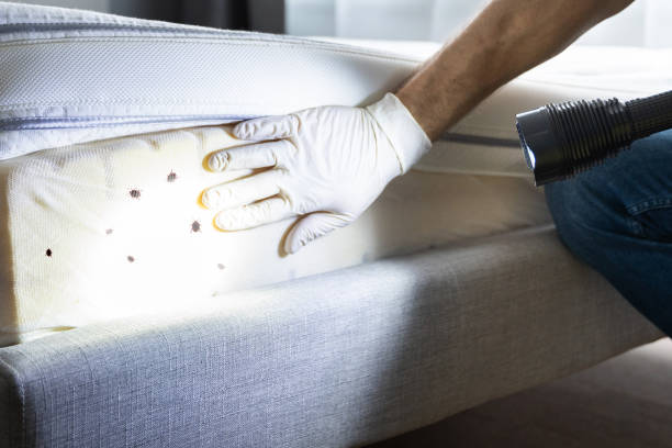Best Residential Pest Control  in Graysville, TN