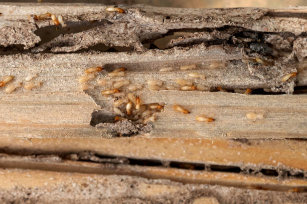 Best Local Pest Control Services  in Graysville, TN
