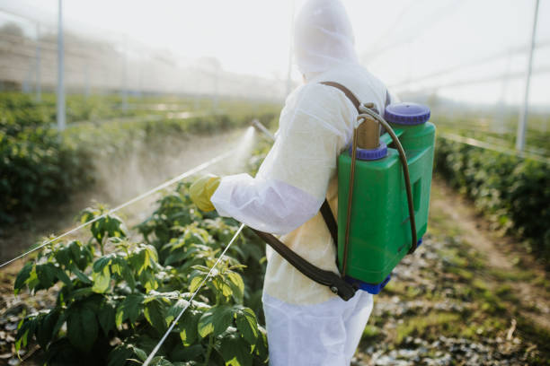 Best Termite Control Services  in Graysville, TN